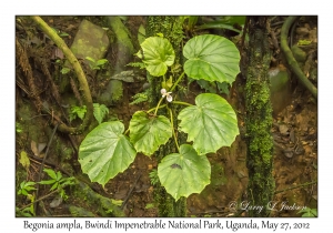 Begonia ampla