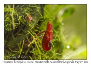 Impatiens bombycina