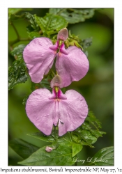 Impatiens stuhlmannii