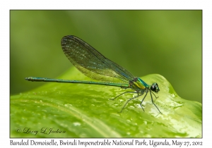 Banded Demoiselle