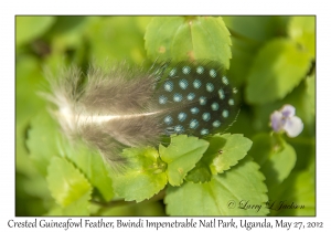 Crested Guineafowl Feather