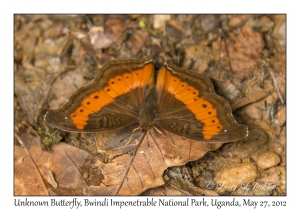 Unknown Butterfly