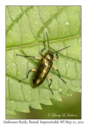 Unknown Beetle