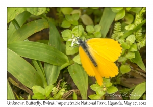 Unknown Butterfly