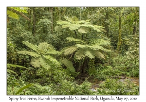 Spiny Tree Ferns