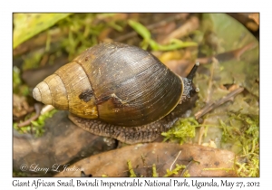 Giant African Snail