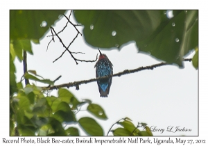 Black Bee-eater