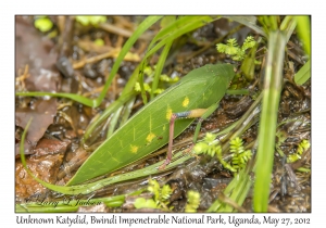 Unknown Katydid