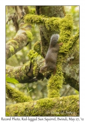 Red-legged Sun Squirrel