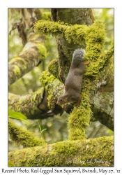 Red-legged Sun Squirrel