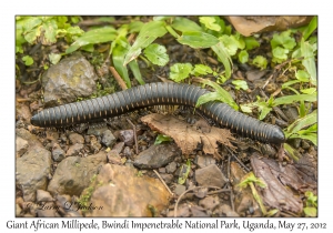 Giant African Millipede