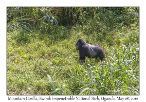 Mountain Gorilla