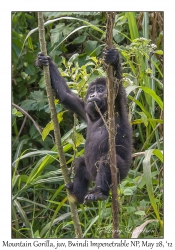 Mountain Gorilla