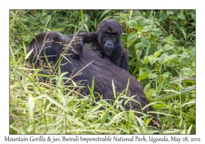 Mountain Gorilla