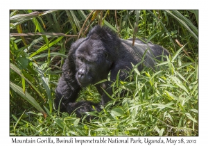 Mountain Gorilla