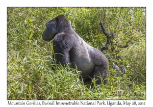 Mountain Gorilla