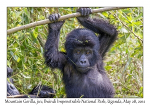 Mountain Gorilla