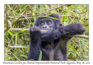 Mountain Gorilla