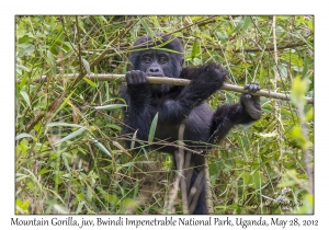 Mountain Gorilla