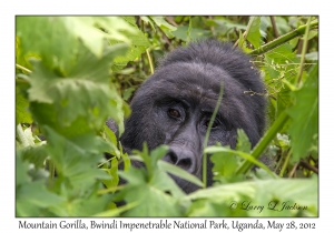 Mountain Gorilla