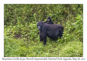 Mountain Gorillas