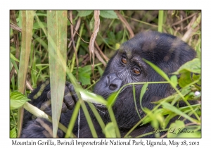 Mountain Gorilla