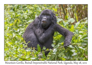 Mountain Gorilla