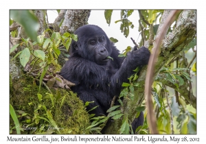 Mountain Gorilla