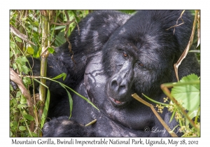 Mountain Gorilla