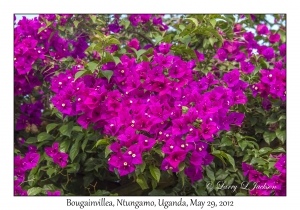 Bougainvillea