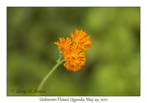 Unknown Flowers