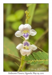 Unknown Flowers