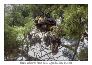 Straw-coloured Fruit Bats