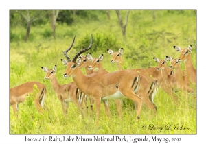 Impala