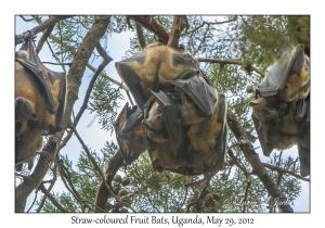 Straw-coloured Fruit Bats