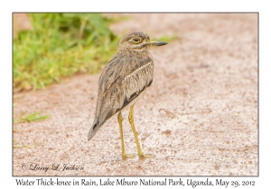 Water Thick-knee