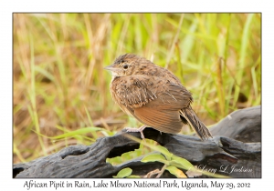 African Pipit