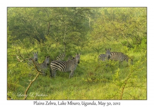 Plains Zebra