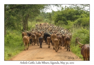 Ankole Cattle