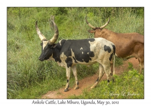 Ankole Cattle