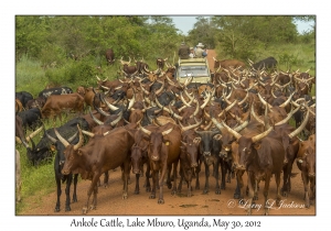 Ankole Cattle