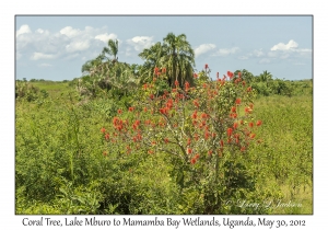 Coral Tree