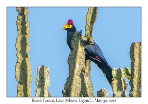 Ross's Turaco