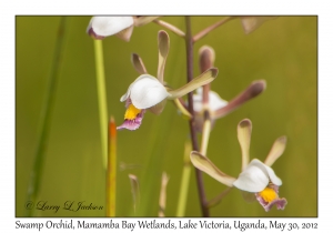 Swamp Orchid