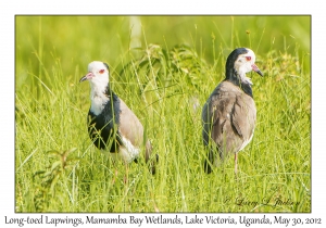 Long-toed Lapwings