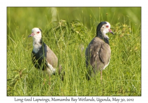 Long-toed Lapwings