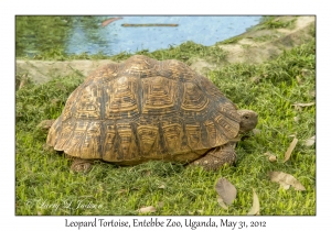 Leopard Tortoise