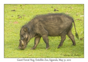 Giant Forest Hog