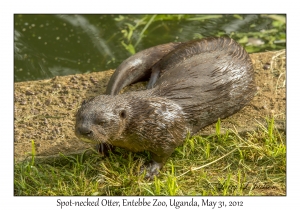 Spot-necked Otter