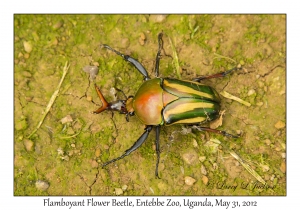 Flamboyant Flower Beetle